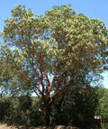 Madrone