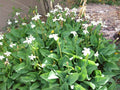 Yerba Mansa