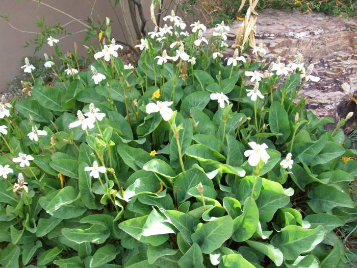 Yerba Mansa