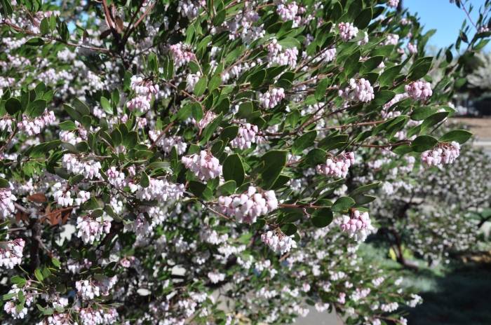 Howard Mcminn Manzanita