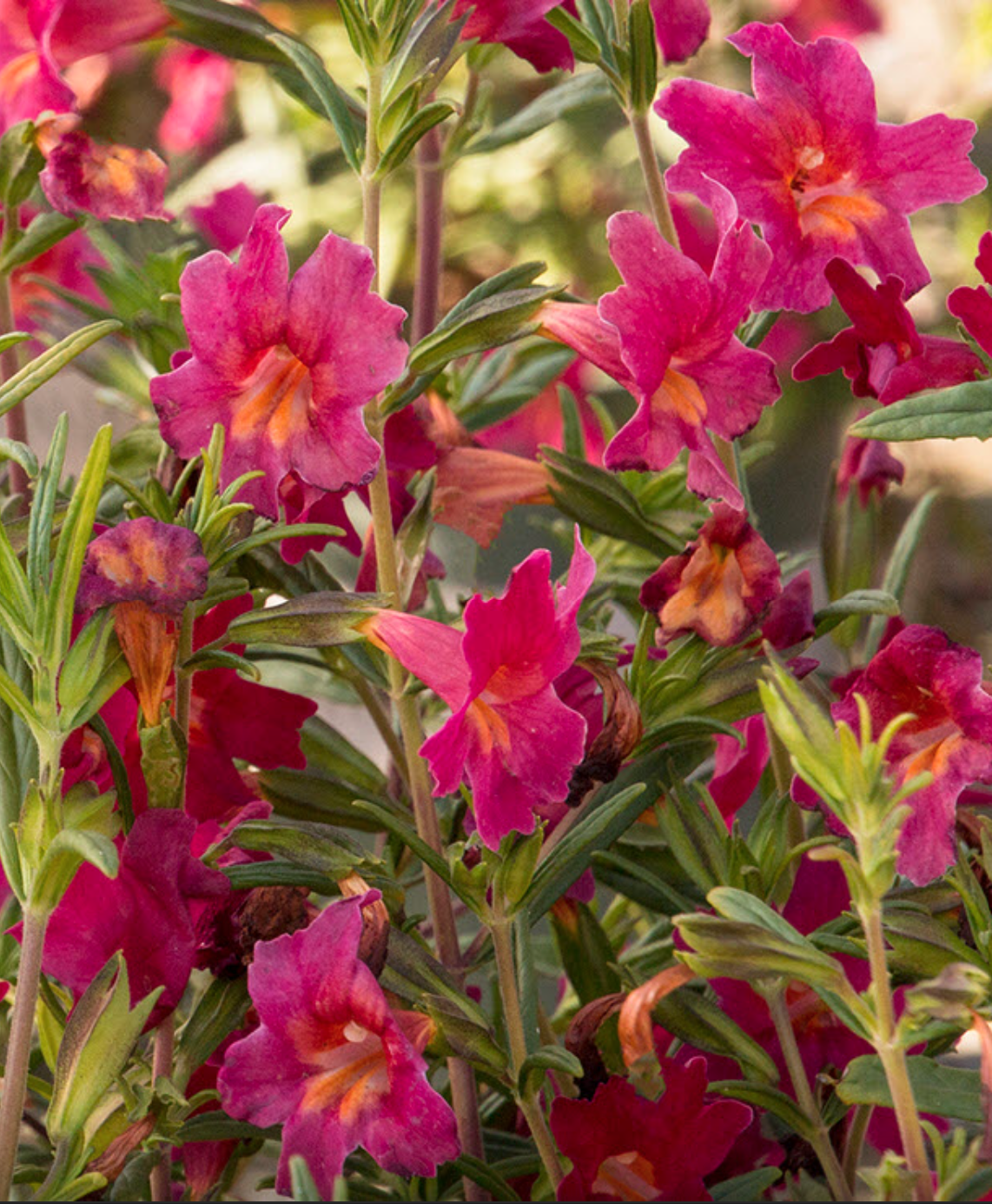 Jelly Bean Red Monkey Flower