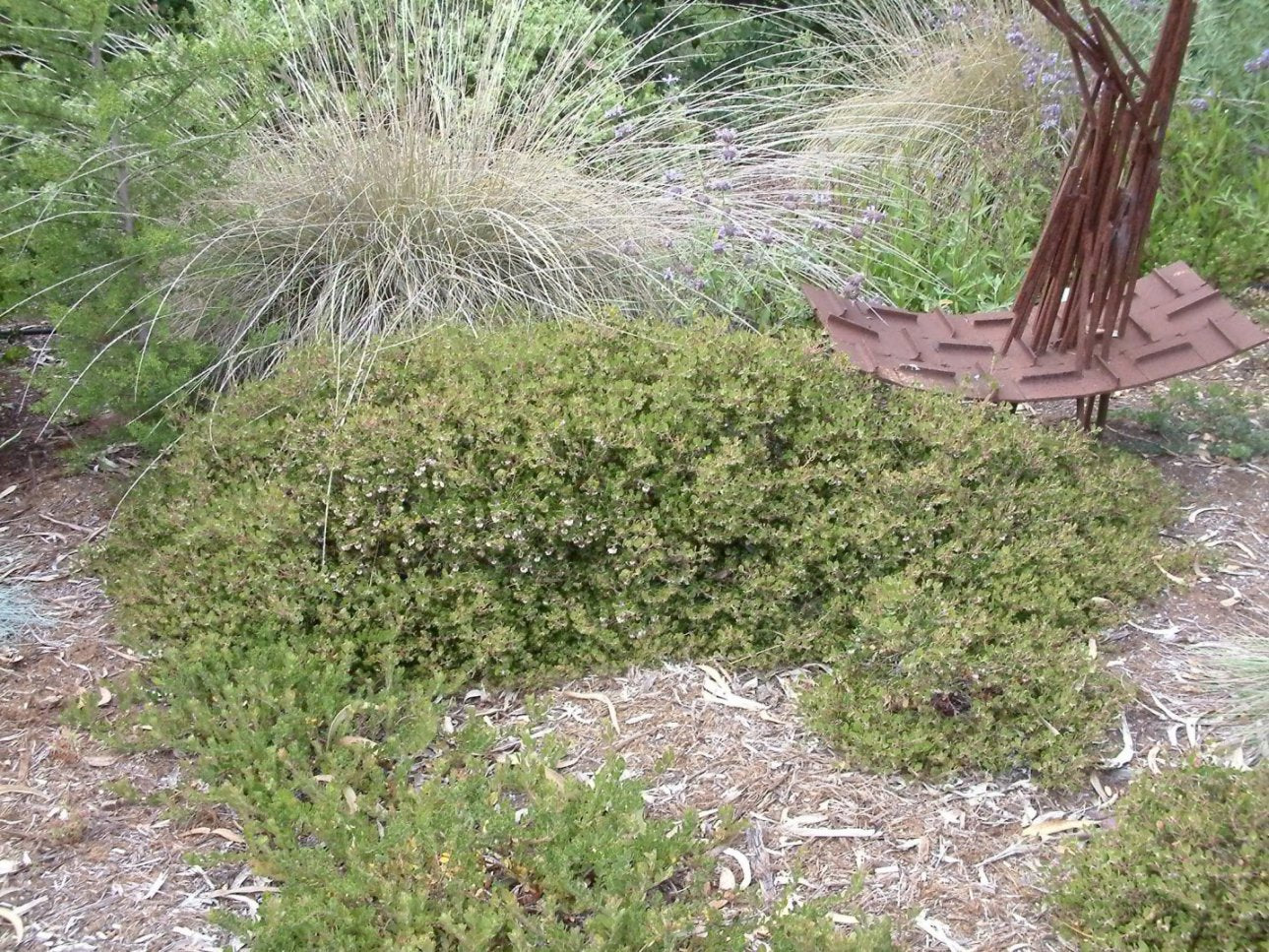 Monterey Manzanita