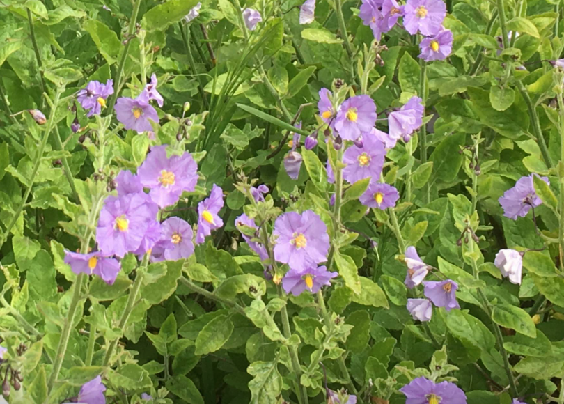 Mountain Pride Purple Nighshade