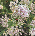 Narrowleaf Milkweed