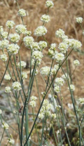Nude Buckwheat