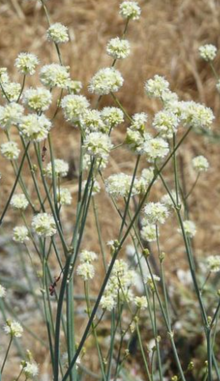 Nude Buckwheat