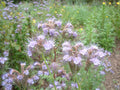 California Phacelia