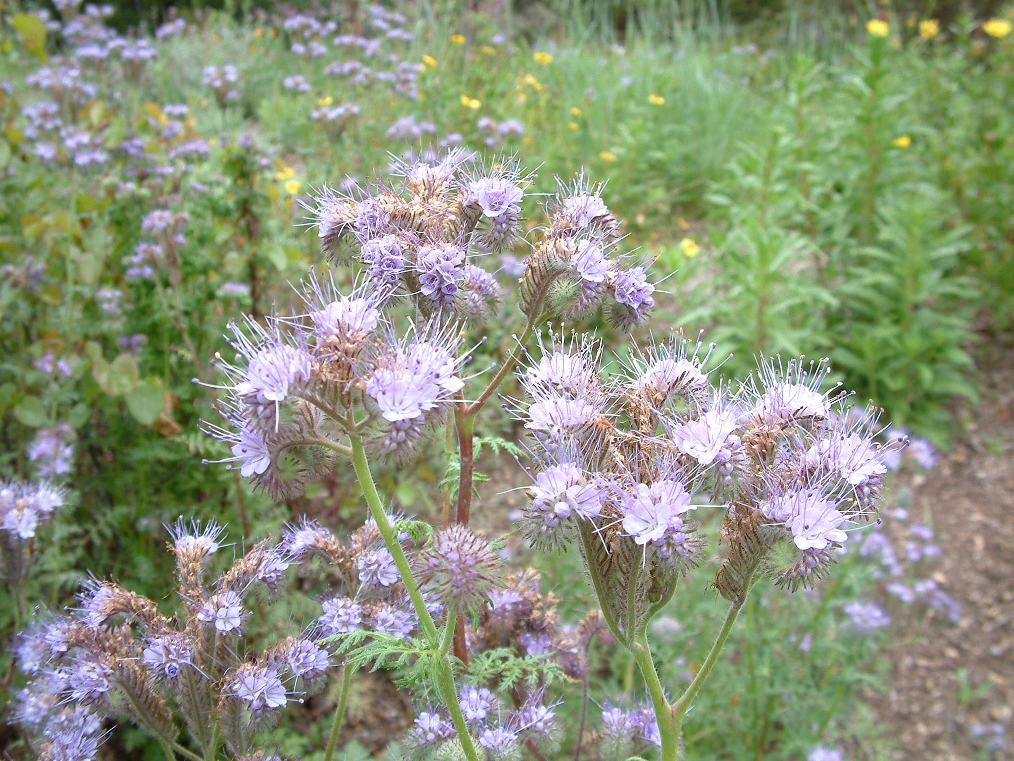 California Phacelia