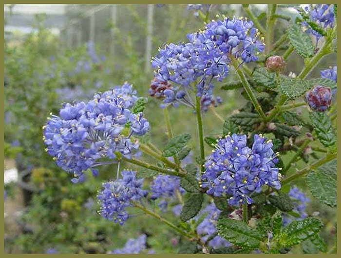 Ceanothus Julia Phelps