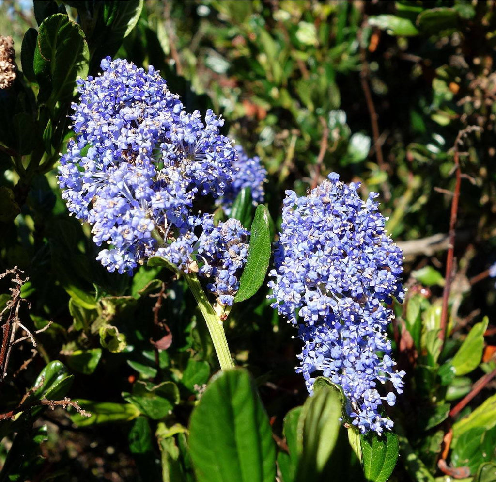 Point Reyes Ceanothus