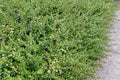 Point Reyes Ceanothus