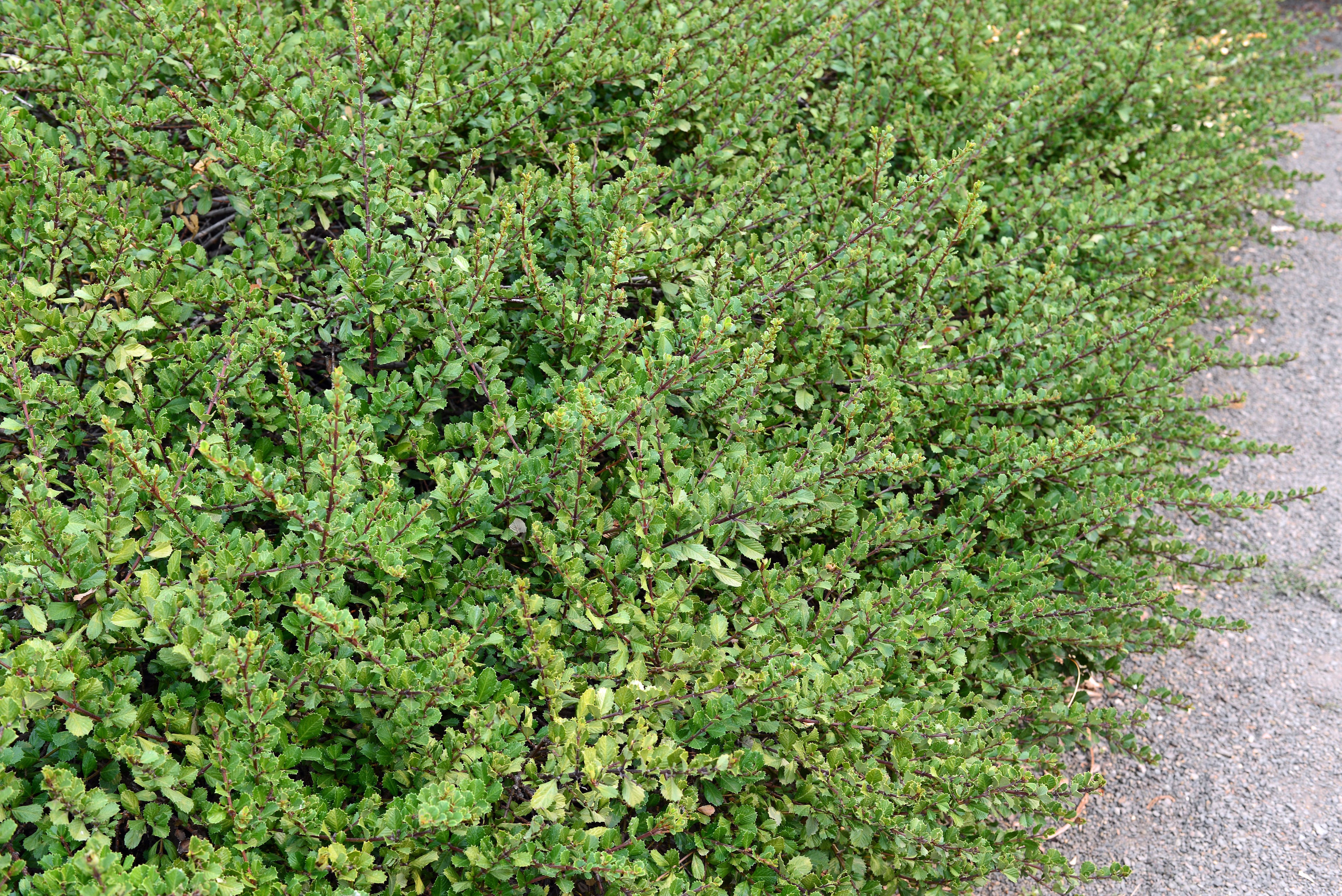 Point Reyes Ceanothus