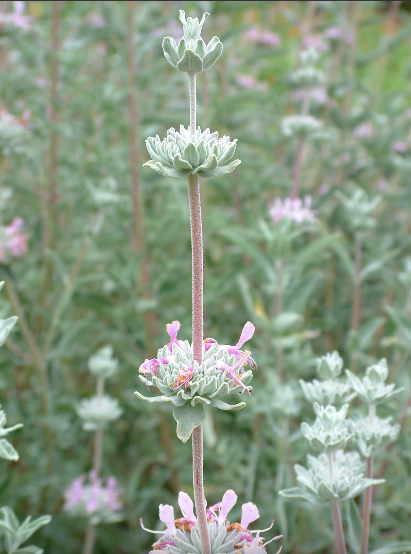Purple Sage