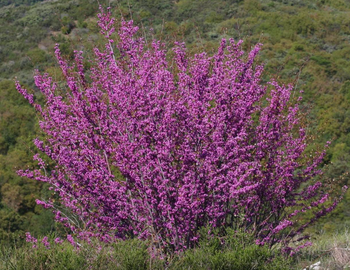 Western Redbud