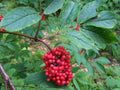 Red Elderberry
