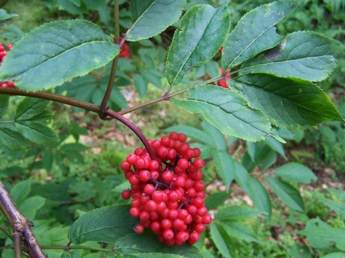 Red Elderberry