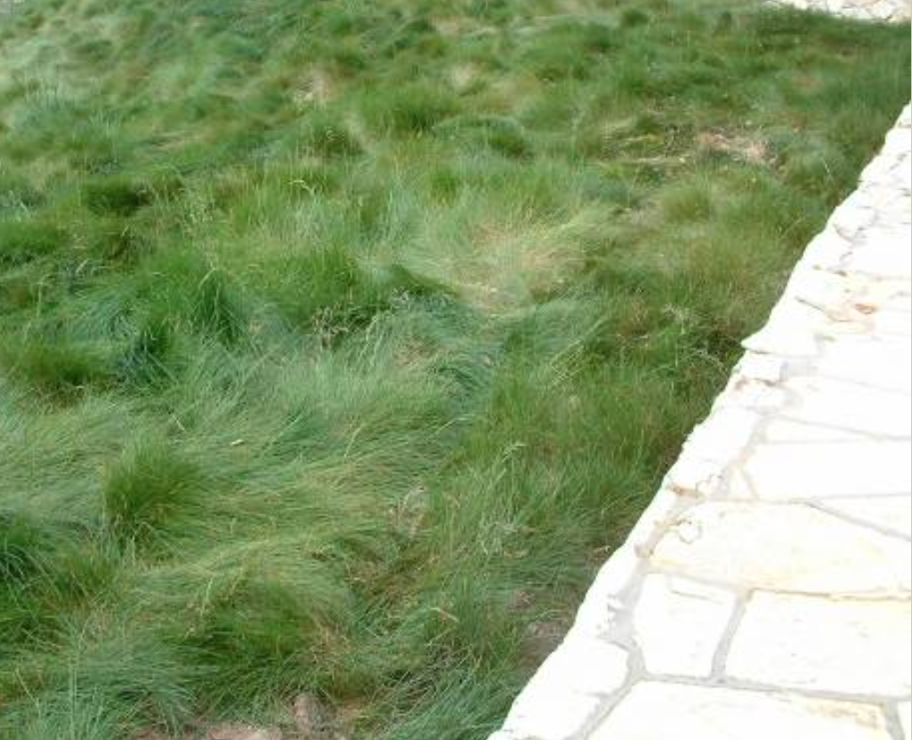 Red Fescue
