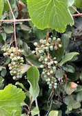 Roger's Red Grape
