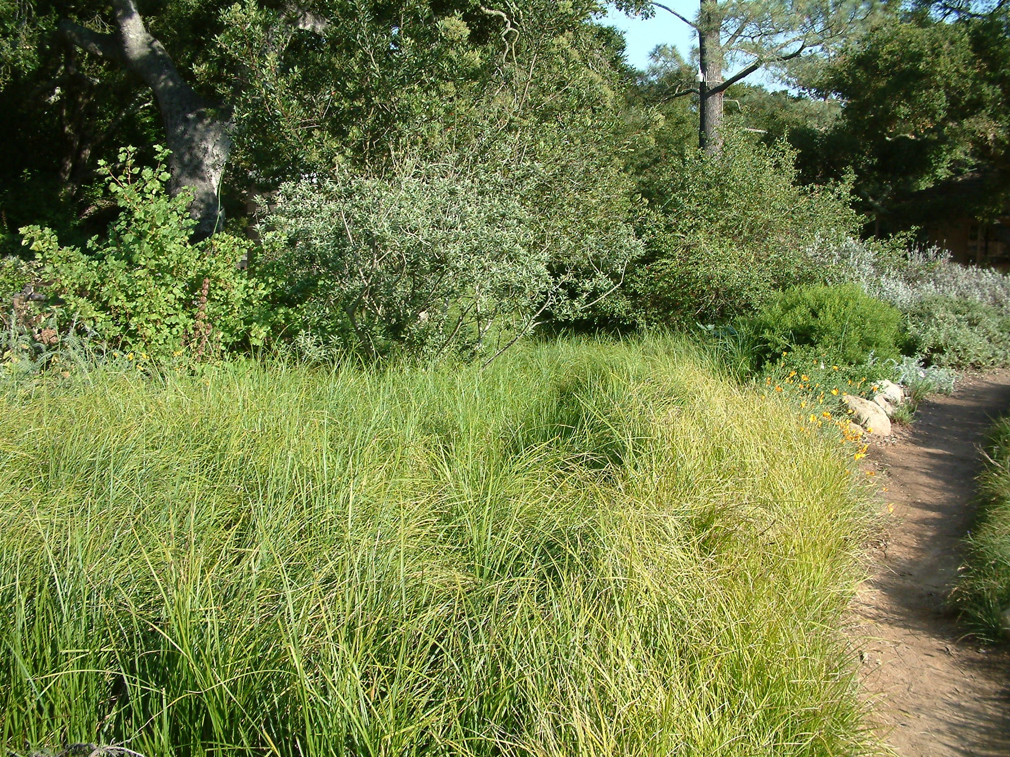 Sand Dune Sedge