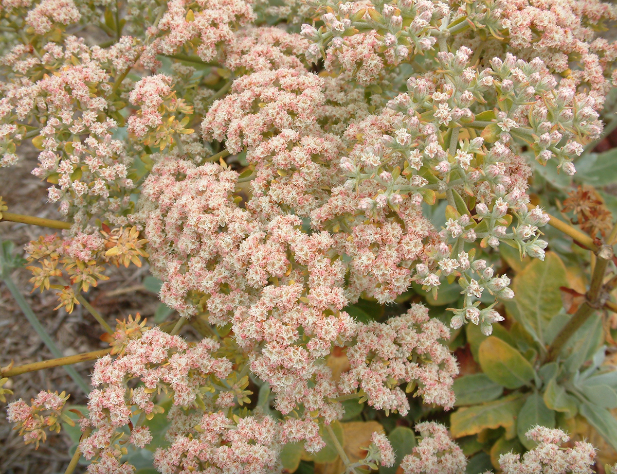 Santa Cruz Island Buckwheat