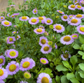 Sea Breeze Seaside Daisy