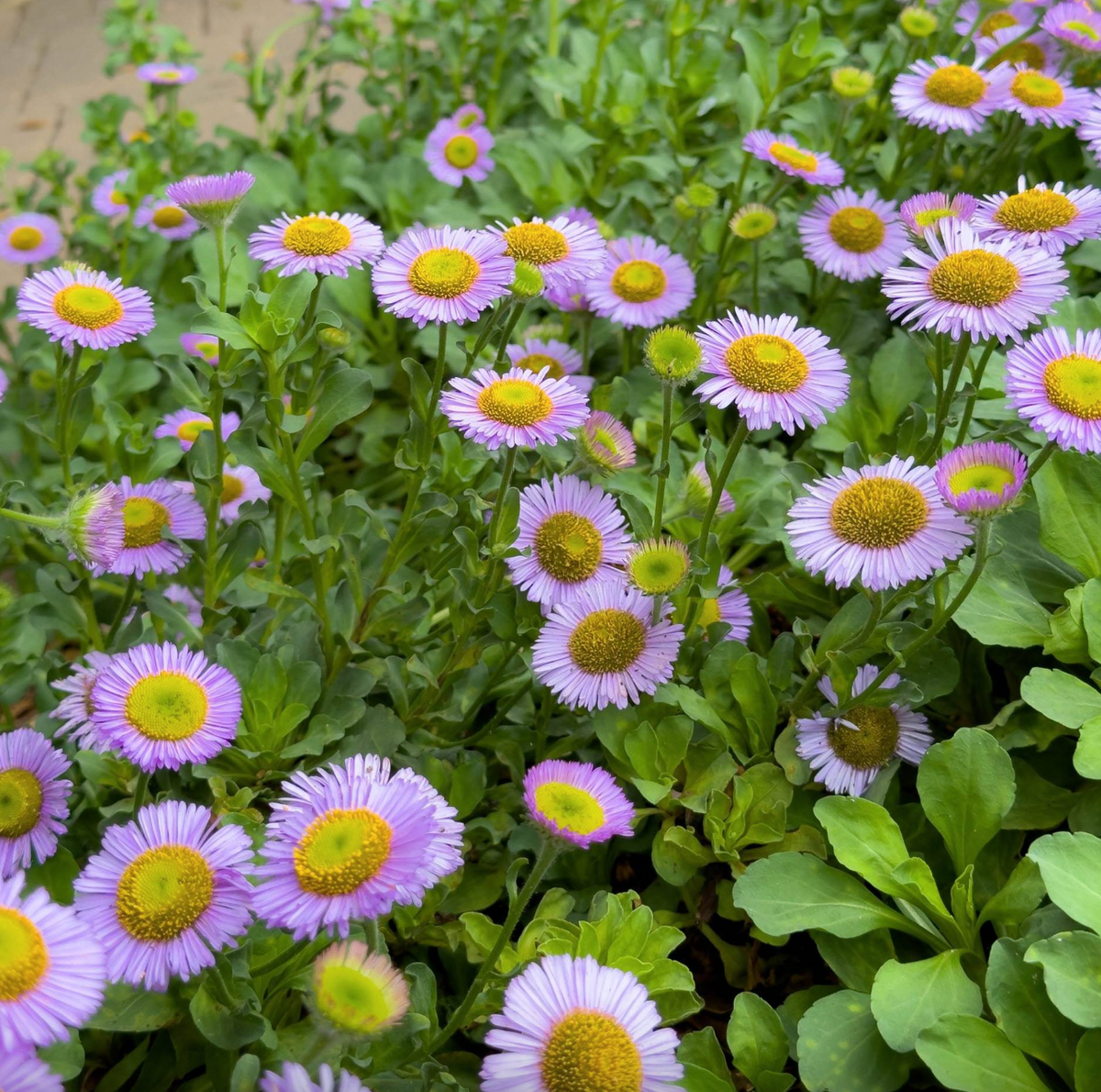 Sea Breeze Seaside Daisy
