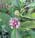 Showy Milkweed