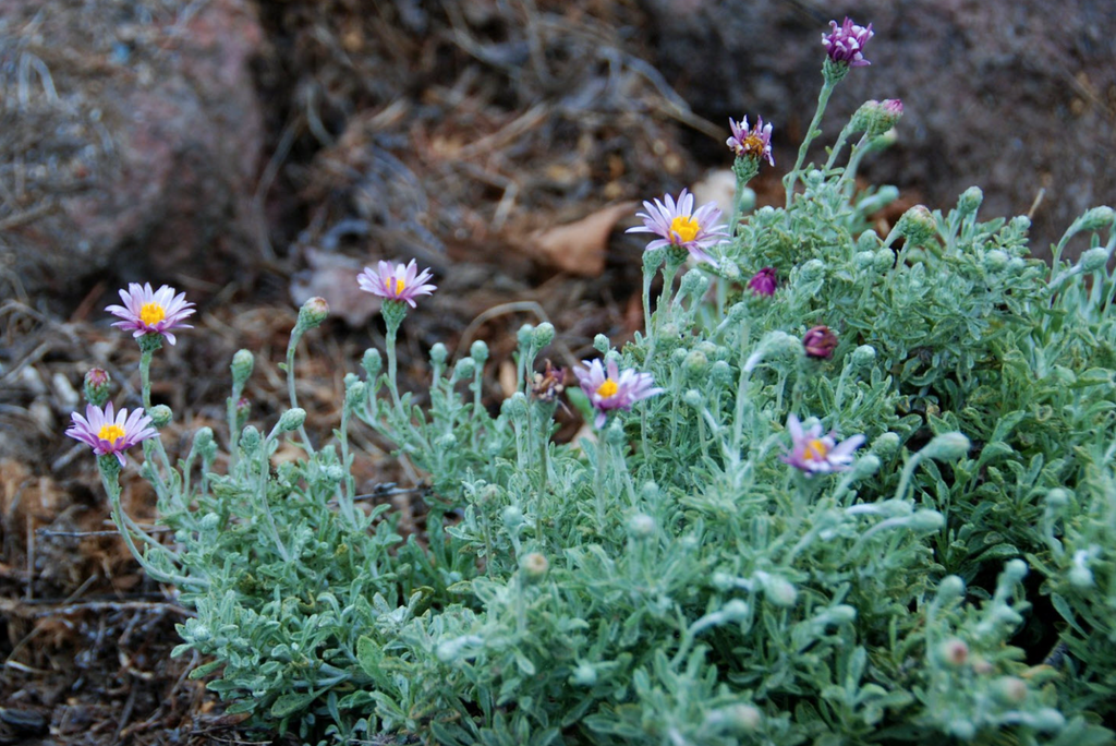 Silver Carpet Aster