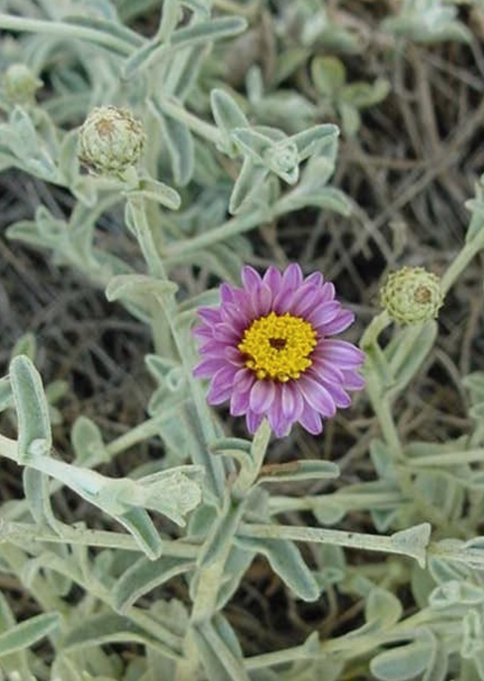 Silver Carpet Aster