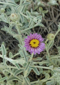 Silver Carpet Aster
