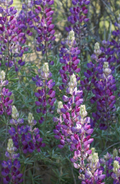 Silver Lupine
