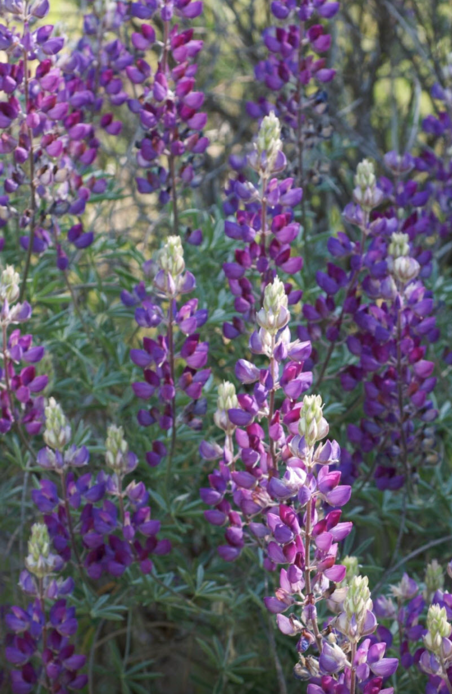 Silver Lupine