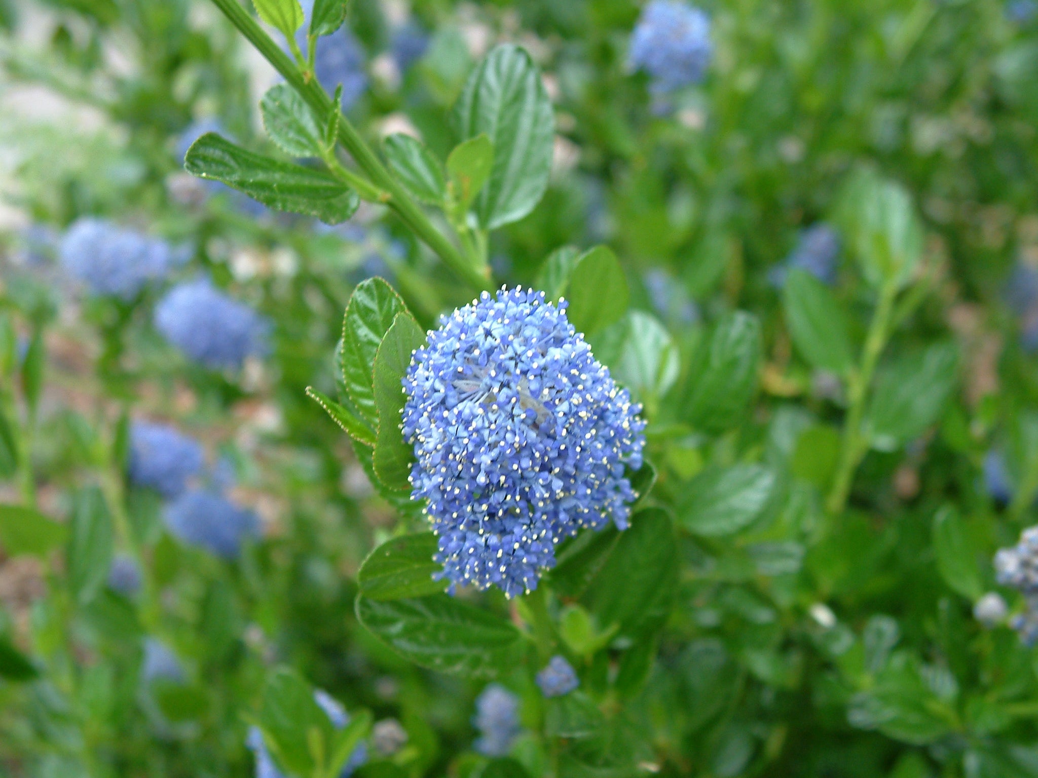 Skylark Ceanothus