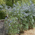 Skylark Ceanothus