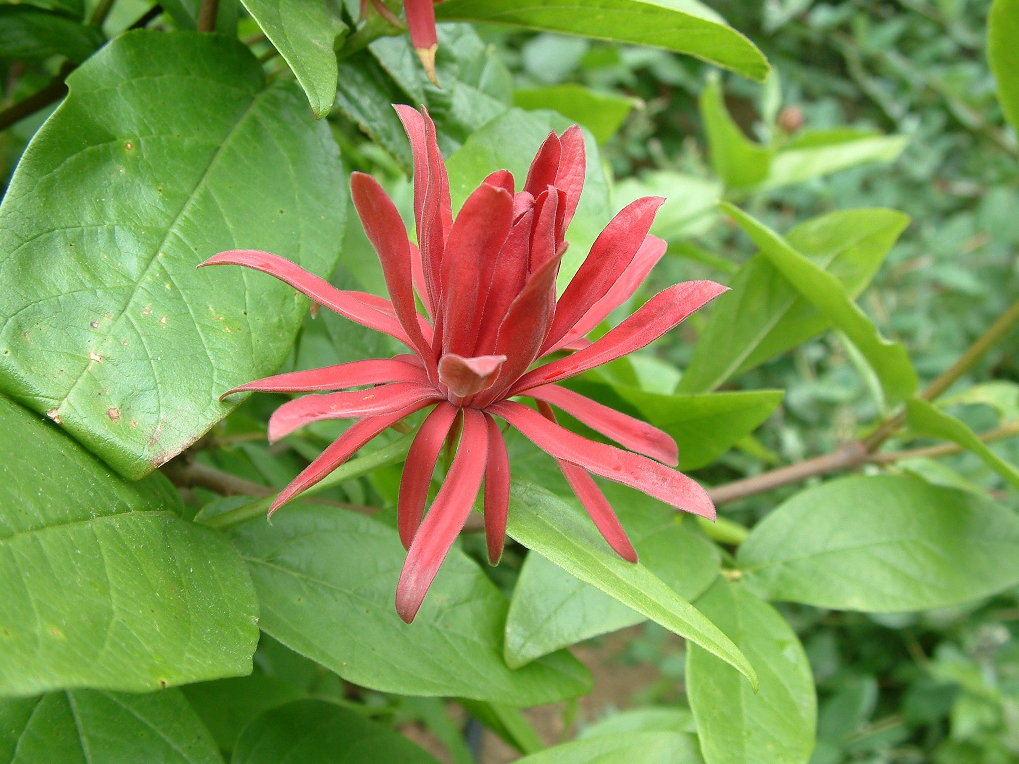Spice Bush