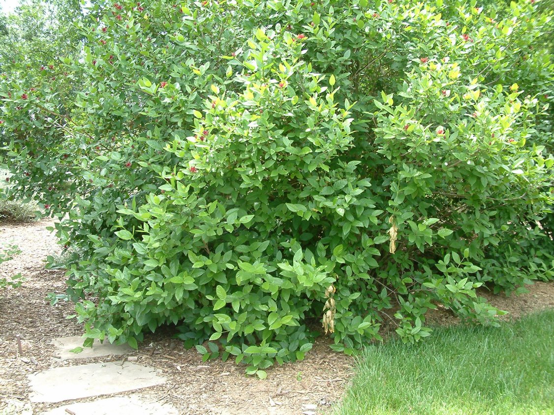 Spice Bush