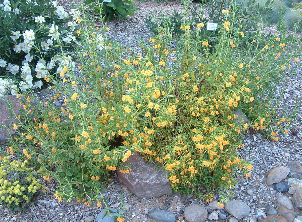 Sticky Monkey Flower