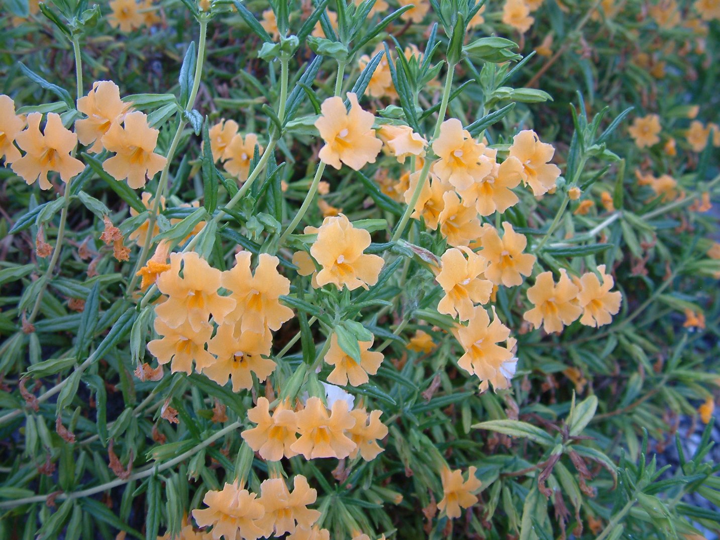 Sticky Monkey Flower