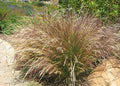 Nodding Stipa
