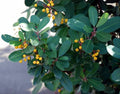 Toyon Davis Gold
