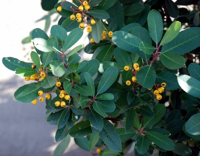 Toyon Davis Gold