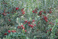 Toyon