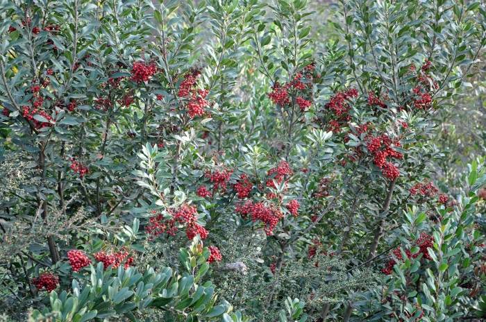 Toyon