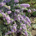 Valley Violet Ceanothus