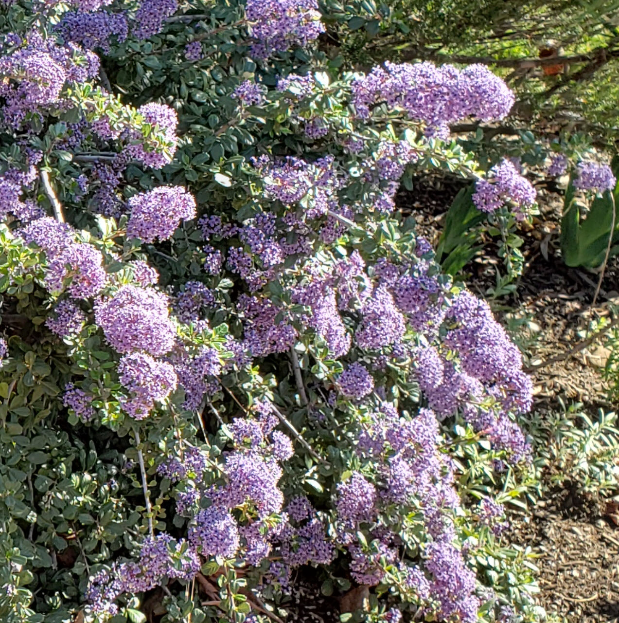 Valley Violet Ceanothus