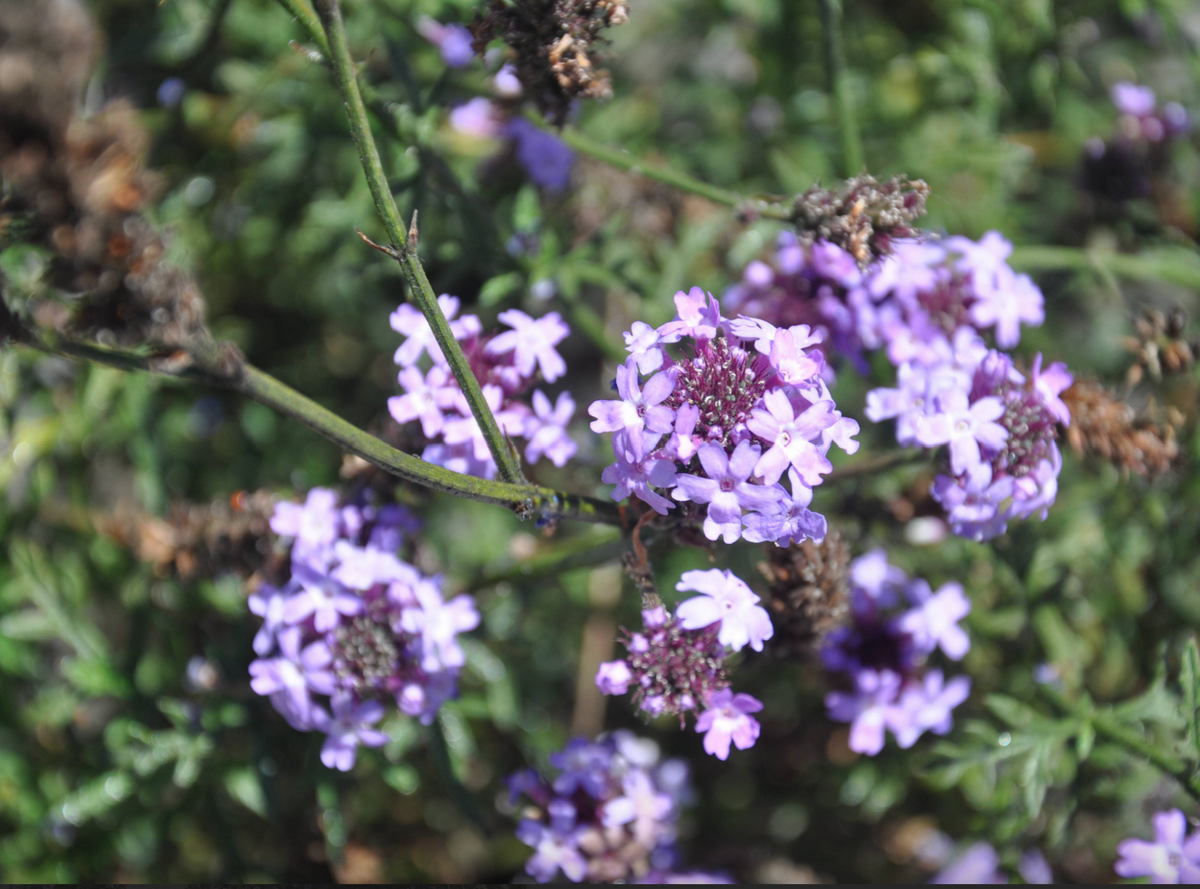 De La Mina Verbena