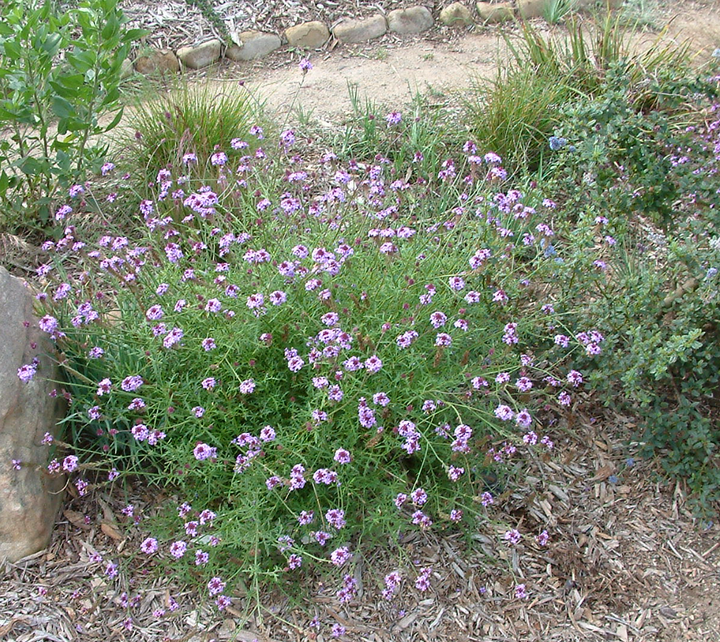 De La Mina Verbena