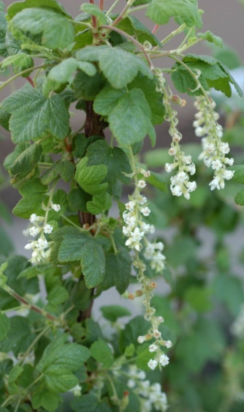 White Icicle Flowering Currant