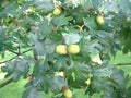Garry's Oak