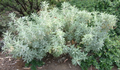 White Sage